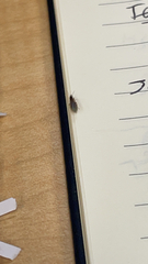 Brachymyrmex obscurior