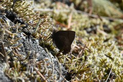 Callophrys mossii