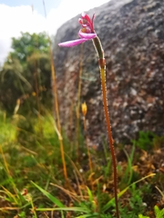 Eriochilus cucullatus