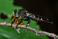 Promachus painteri