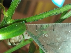 Aphidinae