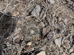 Mammillaria meiacantha