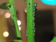 Aphidinae