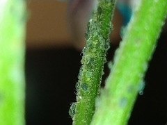 Aphidinae