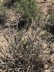 Ephedra trifurca