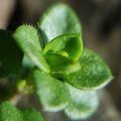 Arenaria serpyllifolia