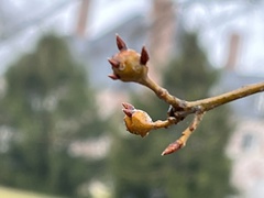 Zapatella quercusphellos