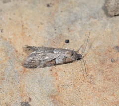 Tortricodes alternella