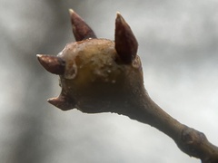 Zapatella quercusphellos