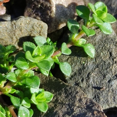 Arenaria serpyllifolia