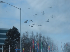 Columba livia domestica