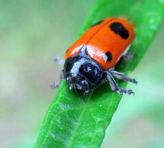 Clytra quadripunctata