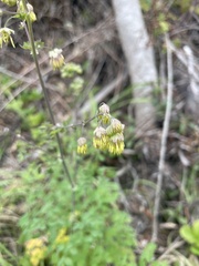 Thalictrum fendleri