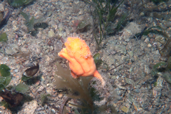 Pyura gibbosa