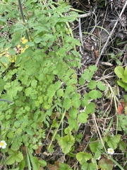 Thalictrum fendleri