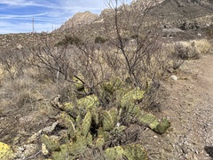 Opuntia dulcis