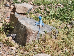 Pseudotrapelus jensvindumi