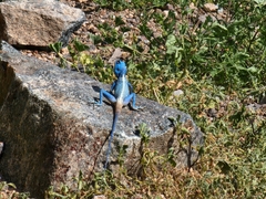 Pseudotrapelus jensvindumi