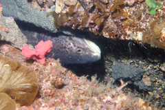 Genypterus tigerinus