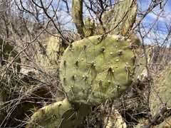 Opuntia dulcis