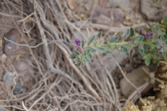Pseudorontium cyathiferum