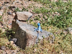 Pseudotrapelus jensvindumi