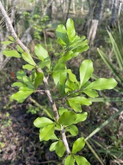 Sideroxylon reclinatum