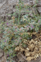 Pseudorontium cyathiferum
