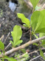Sideroxylon reclinatum