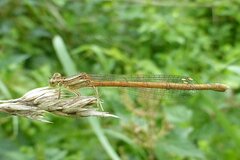 Platycnemis acutipennis