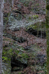 Amelanchier canadensis