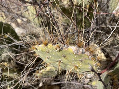Opuntia dulcis