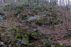 Amelanchier canadensis