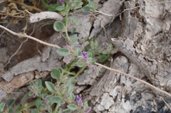 Pseudorontium cyathiferum