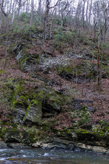 Amelanchier canadensis