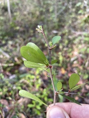 Sideroxylon reclinatum