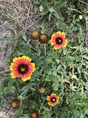 Gaillardia