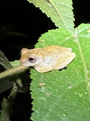 Dendropsophus microcephalus
