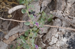 Pseudorontium cyathiferum
