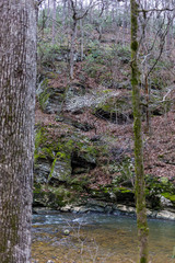 Amelanchier canadensis