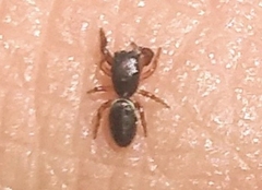 Salticinae