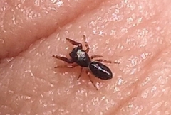Salticinae