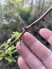 Sideroxylon reclinatum