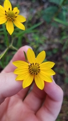 Helianthus porteri