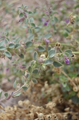Pseudorontium cyathiferum