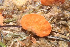 Lanceopora smeatoni
