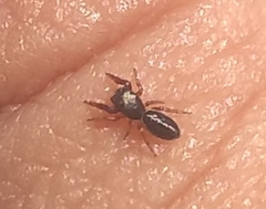 Salticinae