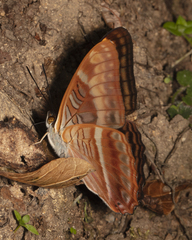 Adelpha tracta