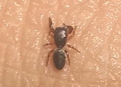 Salticinae