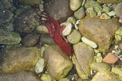 Callistoctopus macropus